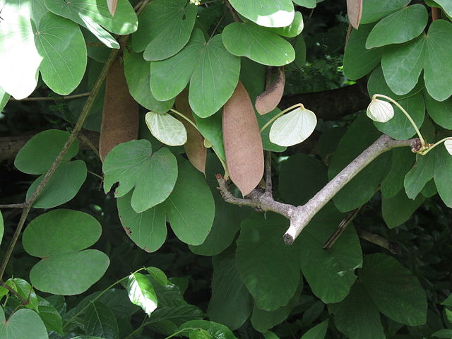 Is the Giant Camel's Foot Creeper the King of Jungles in India and Nepal?