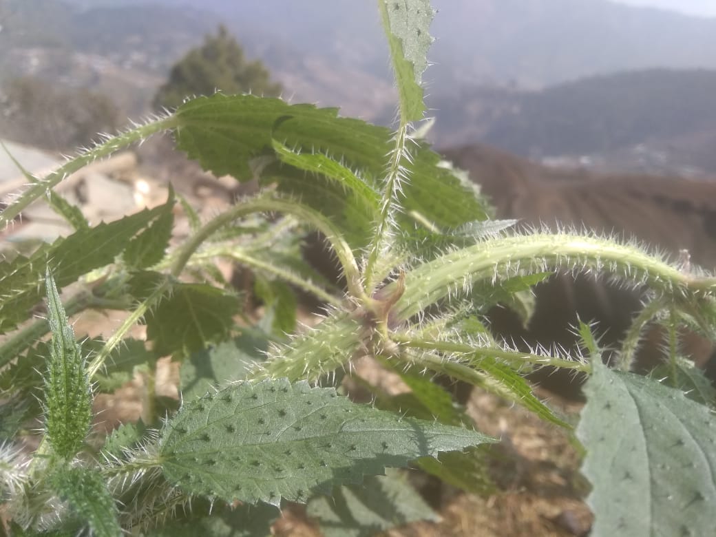 Why is the Stinging Himalayan Nettle a Biological Treasure for India and Nepal?