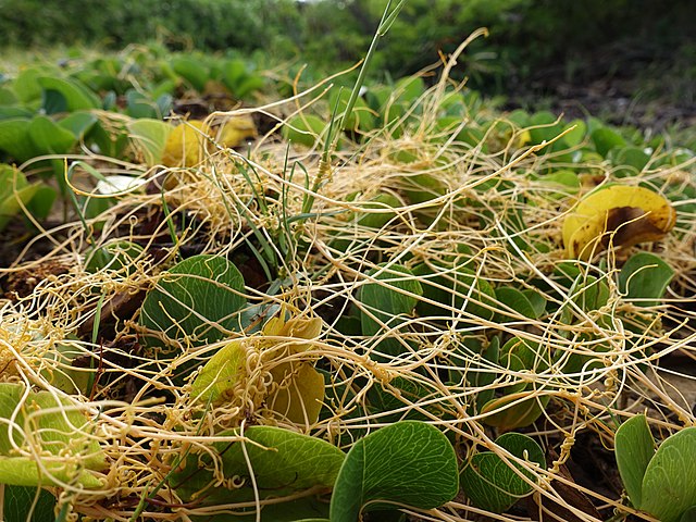 Why is the Leafless Amarbel both a Curse and a Cure in India and Nepal?