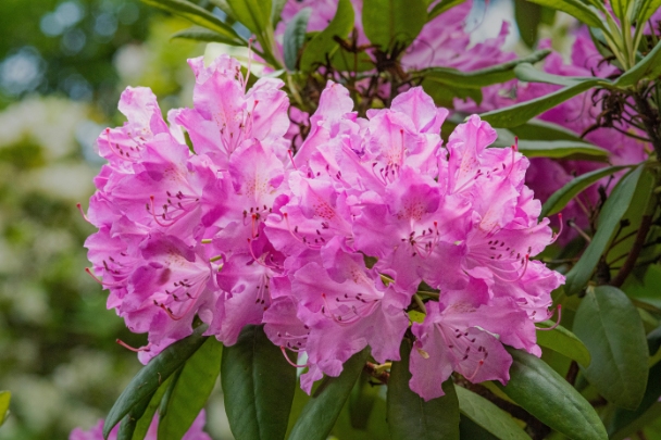 Why is the Crimson Rhododendron a National Treasure in India and Nepal?
