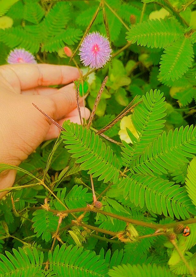 Why is the Sensitive Mimosa Pudica a Living Wonder in India and Nepal?