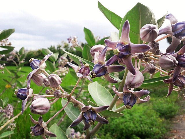 Why is the Toxic Aak Plant considered a Sacred Healer in India and Nepal?