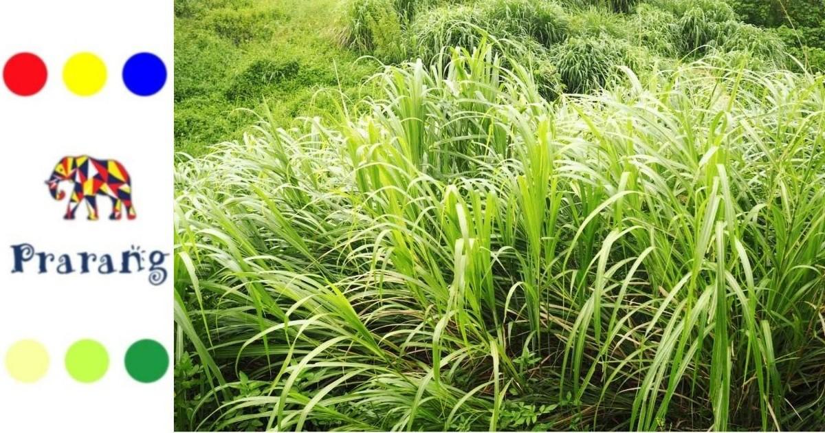 जरूर पढ़ें, एक जिला एक उत्पाद के तहत, लेमनग्रास कैसे बदलेगा मुंगेर के किसानों की तकदीर?