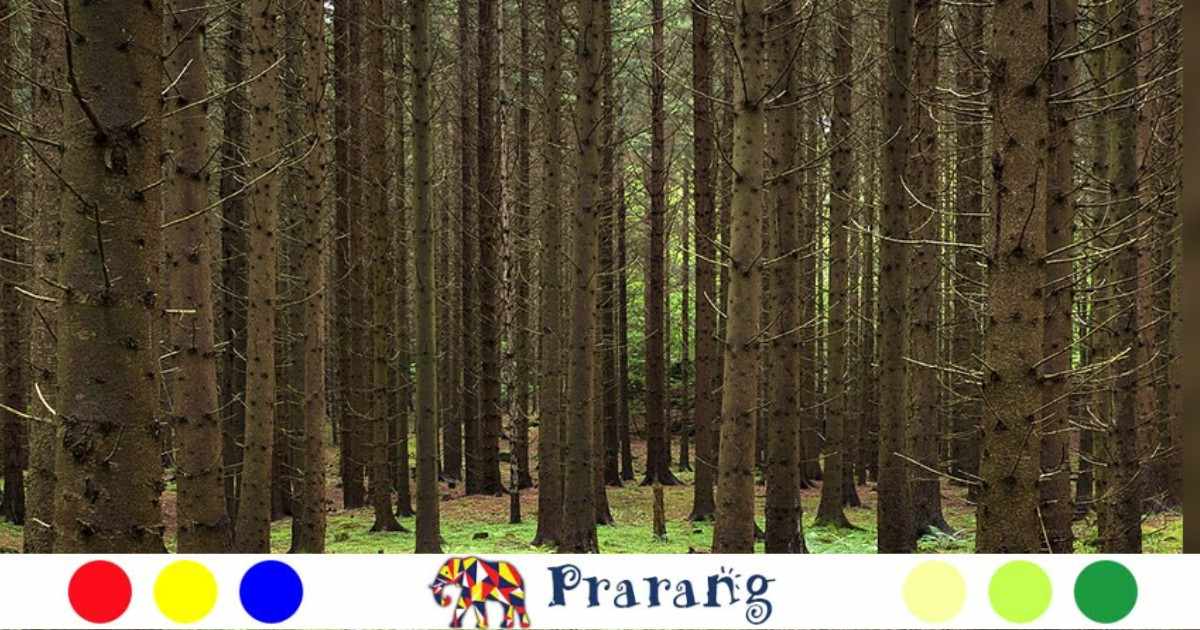 ज़मीन के नीचे कैसे बातें करते हैं जंगल के शांत पेड़?